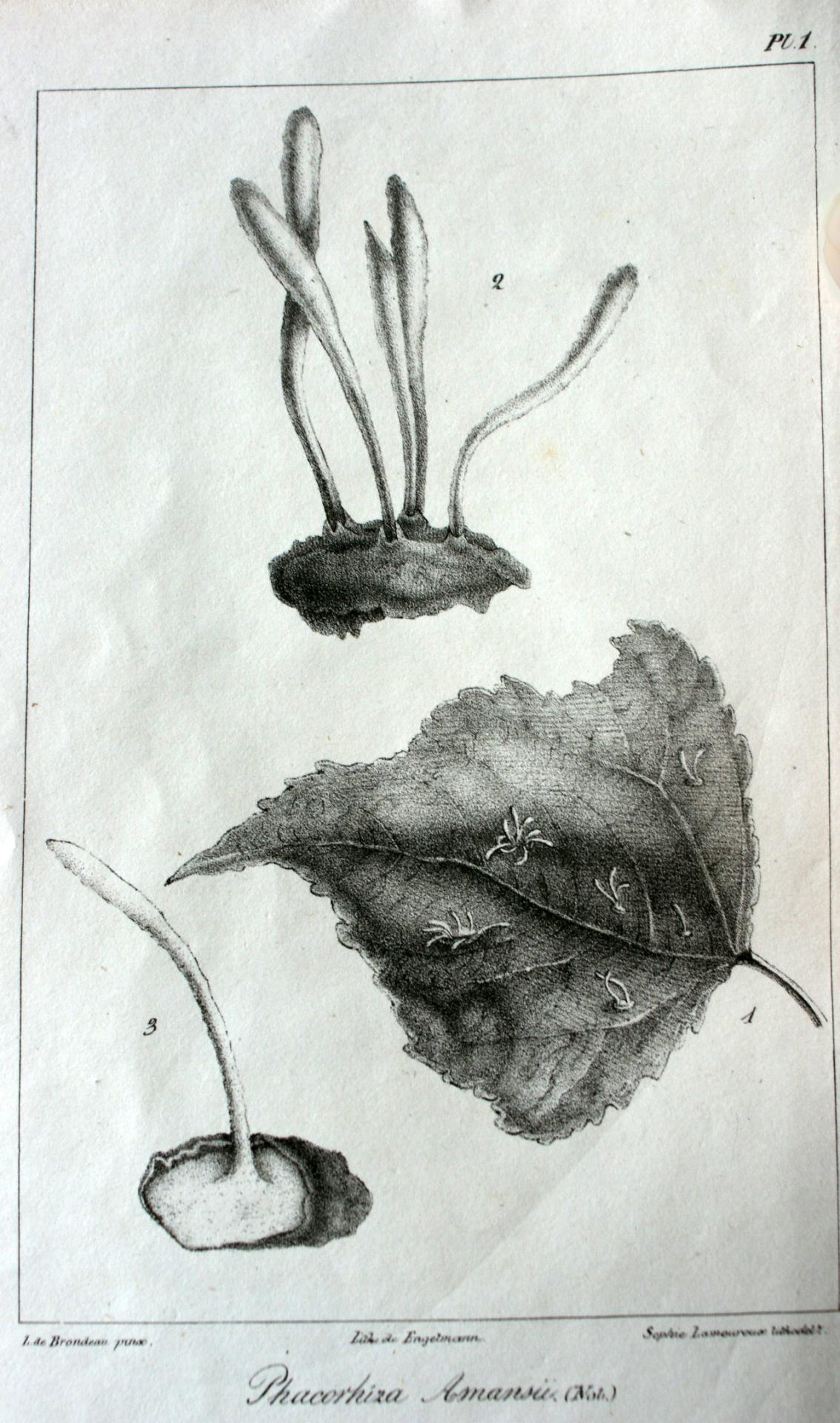 Flore